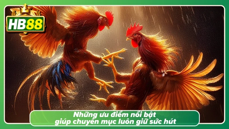 Đá gà HB88 với cách tính năng nổi trội cho người tham gia