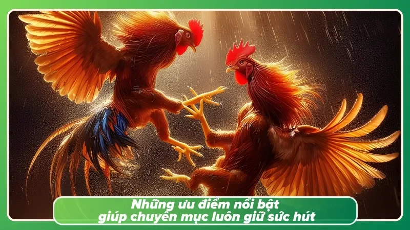 Đá gà HB88 với cách tính năng nổi trội cho người tham gia